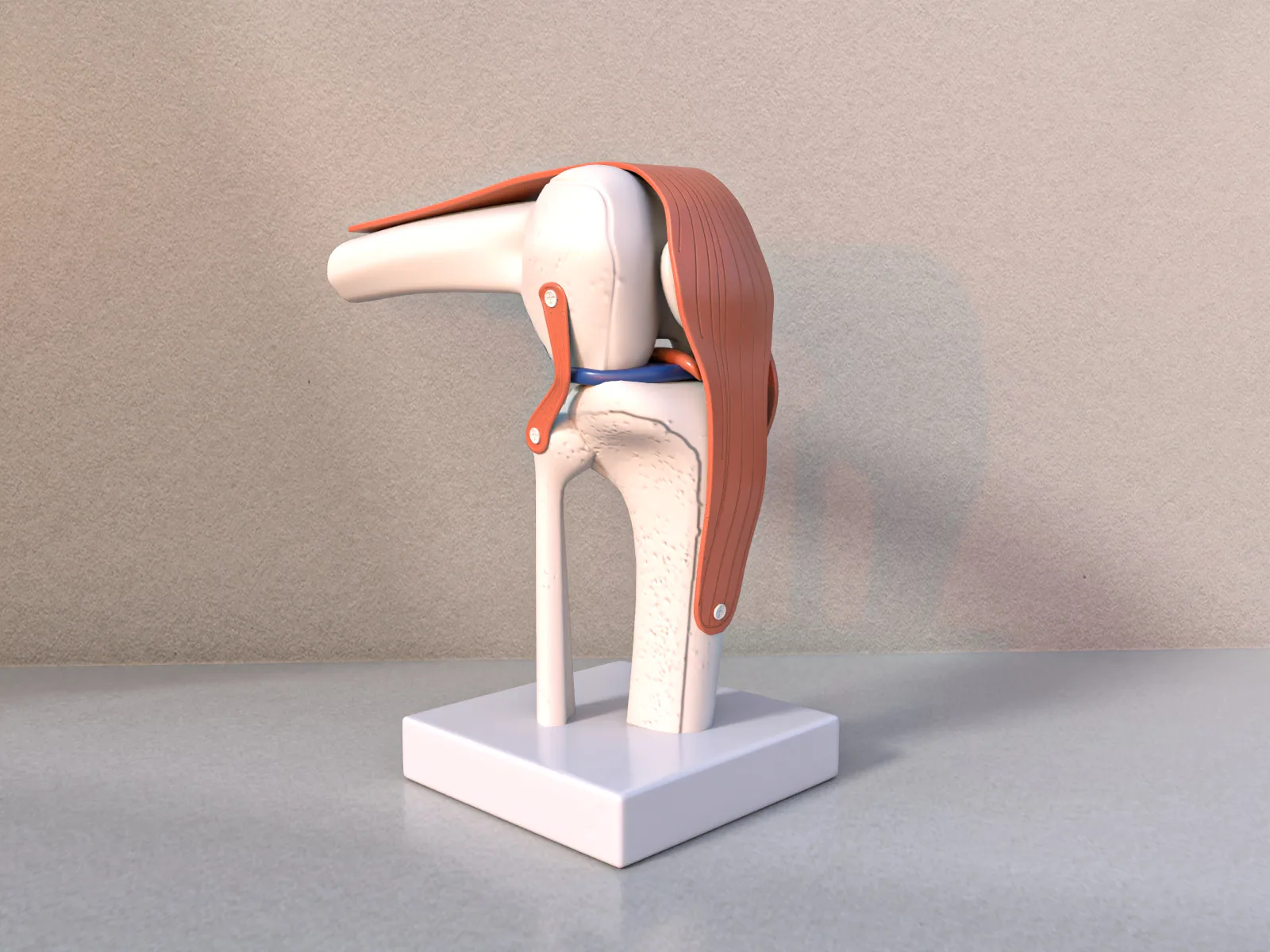 Knee Joint Model 3D Model