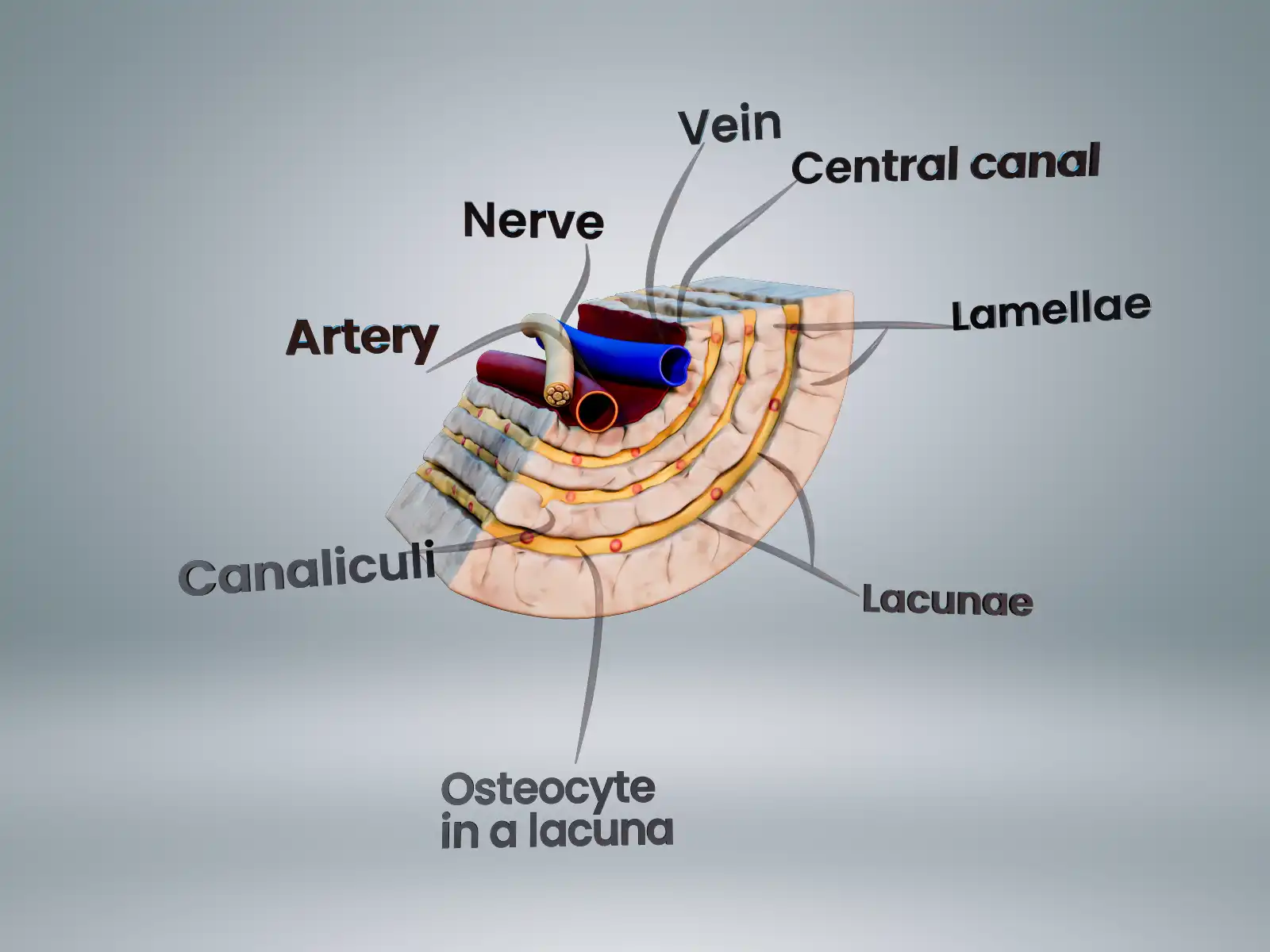 Skin Cross Section 3D Model